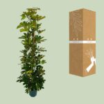 Schefflera Arboricola Gerda - Ø20cm - ↕90cm - Imagen 3