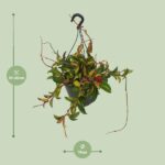 Hoya Carnosa Tricolor - Ø19cm - ↕20cm - Imagen 2