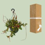 Hoya Carnosa Tricolor - Ø19cm - ↕20cm - Imagen 3