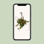 Hoya Carnosa Tricolor - Ø19cm - ↕20cm - Imagen 4