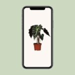 Alocasia Amazonica Polly - Ø12cm - ↕30cm - Imagen 4