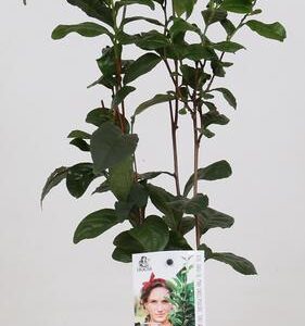 Camellia Sinensis (planta de té) - Ø12 ↕40