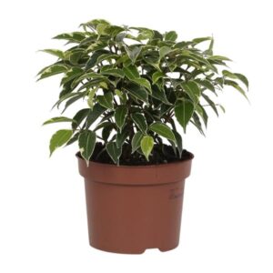 Ficus Benjamina Kinky - Ø12cm - ↕20cm