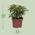 Ficus Benjamina Kinky - Ø12cm - ↕20cm - Imagen 2