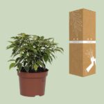 Ficus Benjamina Kinky - Ø12cm - ↕20cm - Imagen 3