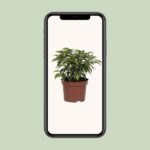 Ficus Benjamina Kinky - Ø12cm - ↕20cm - Imagen 4