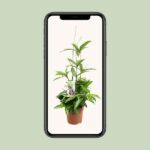 Dracaena Surculosa - Ø17 ↕55 - Imagen 4