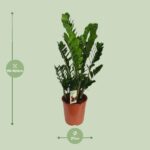 Zamioculcas Zamiifolia - Ø27cm - ↕100cm - Imagen 2