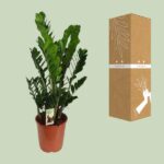 Zamioculcas Zamiifolia - Ø27cm - ↕100cm - Imagen 3