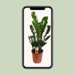 Zamioculcas Zamiifolia - Ø27cm - ↕100cm - Imagen 4