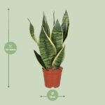 Sansevieria Trifasciata Futura Superba - Ø12cm - ↕40cm - Imagen 2