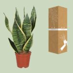 Sansevieria Trifasciata Futura Superba - Ø12cm - ↕40cm - Imagen 3