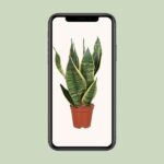 Sansevieria Trifasciata Futura Superba - Ø12cm - ↕40cm - Imagen 4