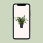 Aglaomorpha Coronans - Ø17cm - ↕45cm - Imagen 4