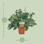 Phlebodium Davana - Ø12cm - ↕35cm - Imagen 2