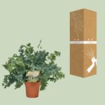 Phlebodium Davana - Ø12cm - ↕35cm - Imagen 3