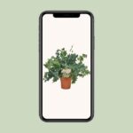 Phlebodium Davana - Ø12cm - ↕35cm - Imagen 4