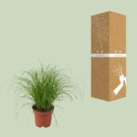 Cyperus Alternifolius Zumula - Ø12cm - ↕28cm - Imagen 3