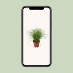 Cyperus Alternifolius Zumula - Ø12cm - ↕28cm - Imagen 4