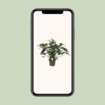 Philodendron Xanadu - Ø21cm - ↕65cm - Imagen 4