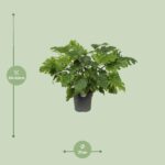 Philodendron Xanadu - Ø21cm - ↕60cm - Imagen 2