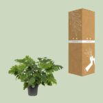 Philodendron Xanadu - Ø21cm - ↕60cm - Imagen 3