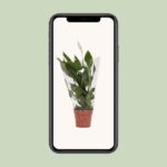 Spathiphyllum Alana - Ø12cm - ↕45cm - Imagen 4