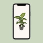 Dieffenbachia Reeva - Ø17cm - ↕50cm - Imagen 4