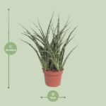 Sansevieria Fernwood Punk - Ø12cm - ↕35cm - Imagen 2