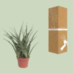 Sansevieria Fernwood Punk - Ø12cm - ↕35cm - Imagen 3