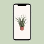 Sansevieria Fernwood Punk - Ø12cm - ↕35cm - Imagen 4