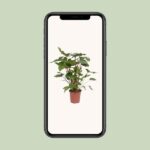 Homalomena Rubescens Maggy - Ø24cm - ↕90cm - Imagen 4