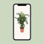 Caryota Mitis - Ø24cm - ↕110cm - Imagen 4