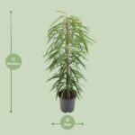 Ficus Binnendijkii Alii - 80cm - 21Ø - Imagen 2
