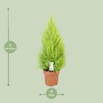 Cupressus Goldcrest Wilma - Ø21cm - ↕90cm - Imagen 2
