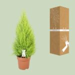 Cupressus Goldcrest Wilma - Ø21cm - ↕90cm - Imagen 3