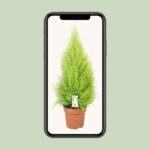 Cupressus Goldcrest Wilma - Ø21cm - ↕90cm - Imagen 4