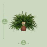 Nephrolepis Green Lady - Ø19cm - ↕60cm - Imagen 2