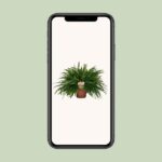 Nephrolepis Green Lady - Ø19cm - ↕60cm - Imagen 4