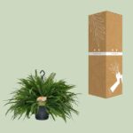 Nephrolepis Green Lady - Ø20cm - ↕60cm - Imagen 3