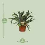 Platycerium Bifurcatum - Ø26 ↕80 - Imagen 2