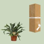 Platycerium Bifurcatum - Ø26 ↕80 - Imagen 3