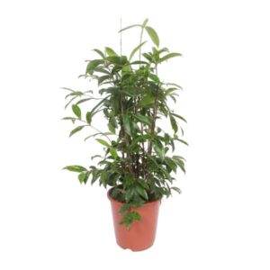 Dracaena Surculosa - Ø27cm - ↕110cm