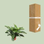 Philodendron Imperial Green - Ø34cm - ↕90cm - Imagen 3