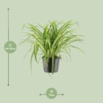 Chlorophytum Comosum Variegatum - Ø17cm - ↕30cm - Imagen 2