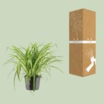 Chlorophytum Comosum Variegatum - Ø17cm - ↕30cm - Imagen 3