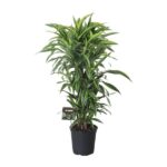 Dracaena Fragrans Lemon Lime Ramificada - Ø27cm - ↕120cm