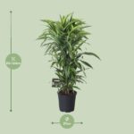 Dracaena Fragrans Lemon Lime Ramificada - Ø27cm - ↕120cm - Imagen 2