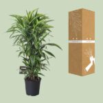 Dracaena Fragrans Lemon Lime Ramificada - Ø27cm - ↕120cm - Imagen 3