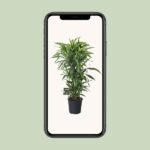 Dracaena Fragrans Lemon Lime Ramificada - Ø27cm - ↕120cm - Imagen 4